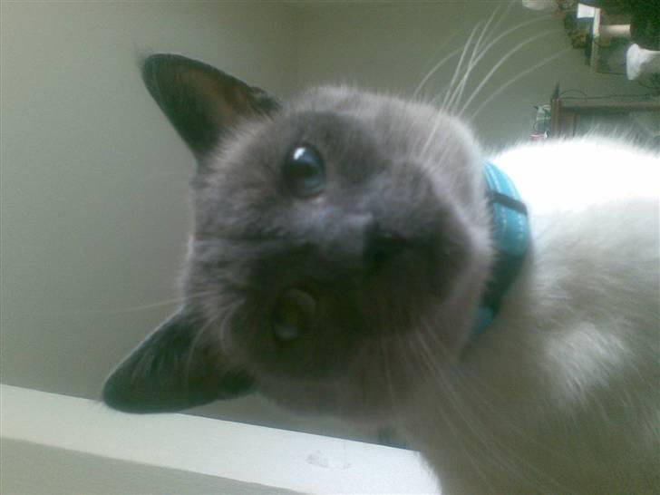 Blanding af racer robin - øv jeg blev vækket billede 7