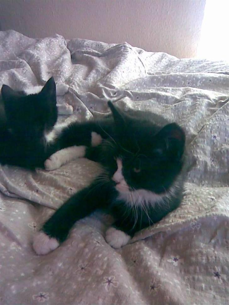 Huskat Gizmo -død- :'( billede 1