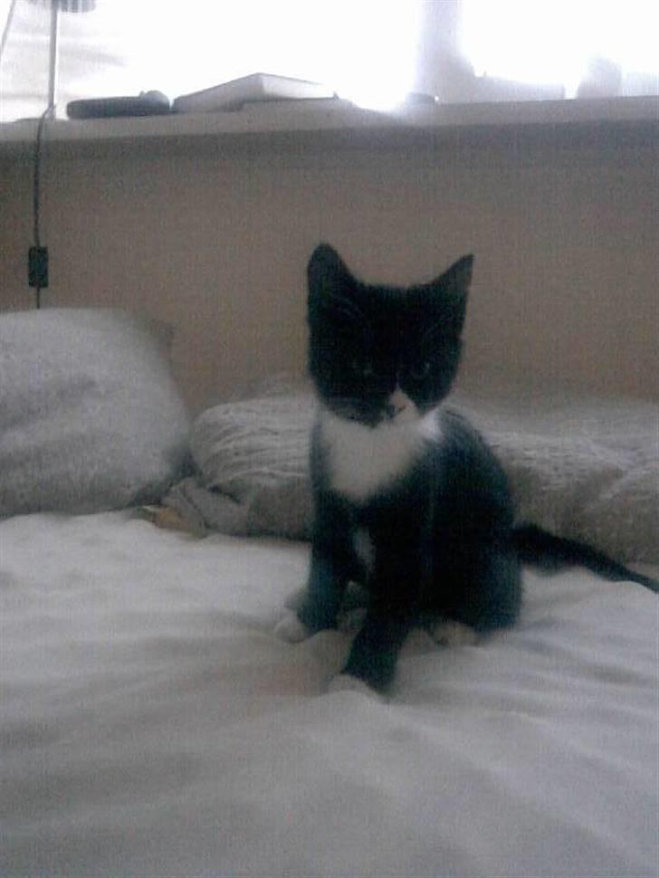 Huskat Jasmin - Se, hvor smuk jeg er når jeg (endelig) sidder stille.. :o) billede 1