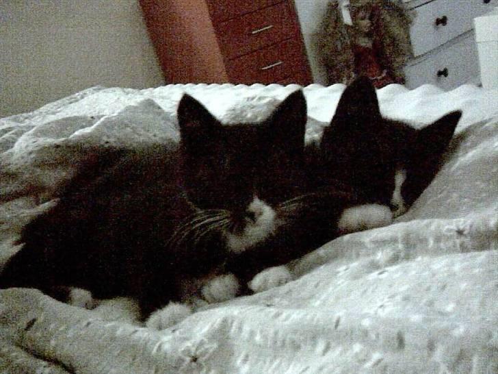 Huskat Jasmin - Elsker at ligge og putte med storebror! :o) billede 2