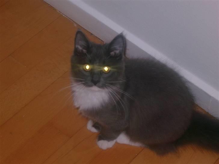 Maine Coon Zoe billede 2