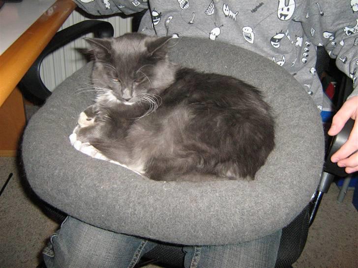 Blanding af racer  NFO/MCO Mega ( Mikkel ) - Jeg er bare så magelig *GG* billede 14