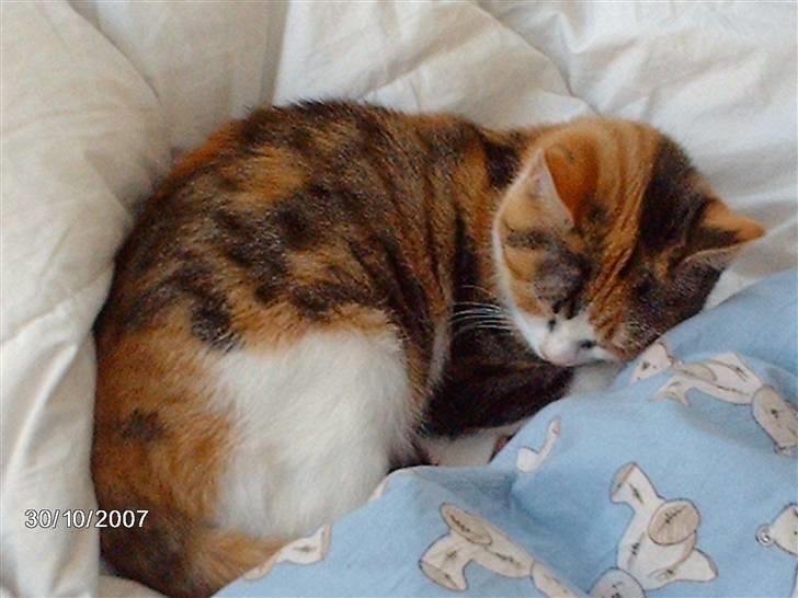 Huskat Bella  billede 1