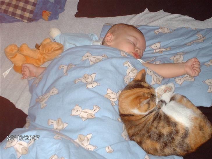 Huskat Bella  billede 2