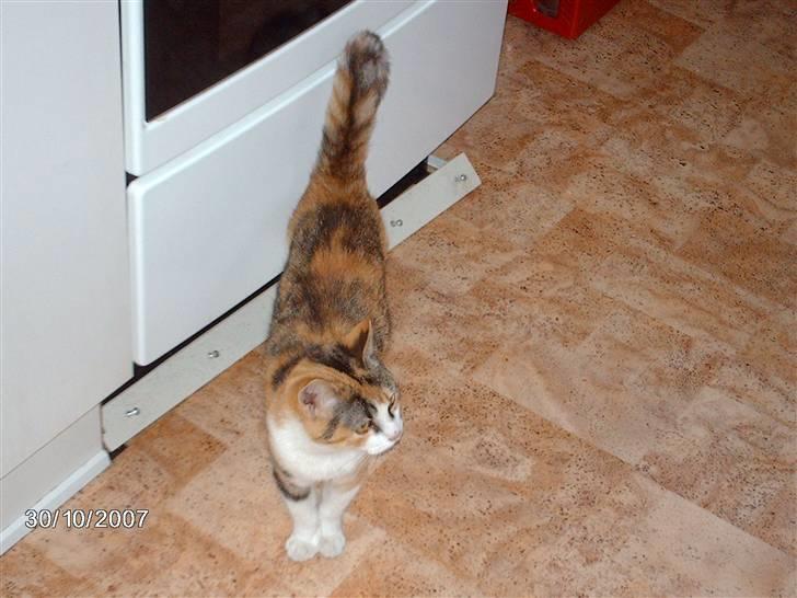 Huskat Bella  billede 3