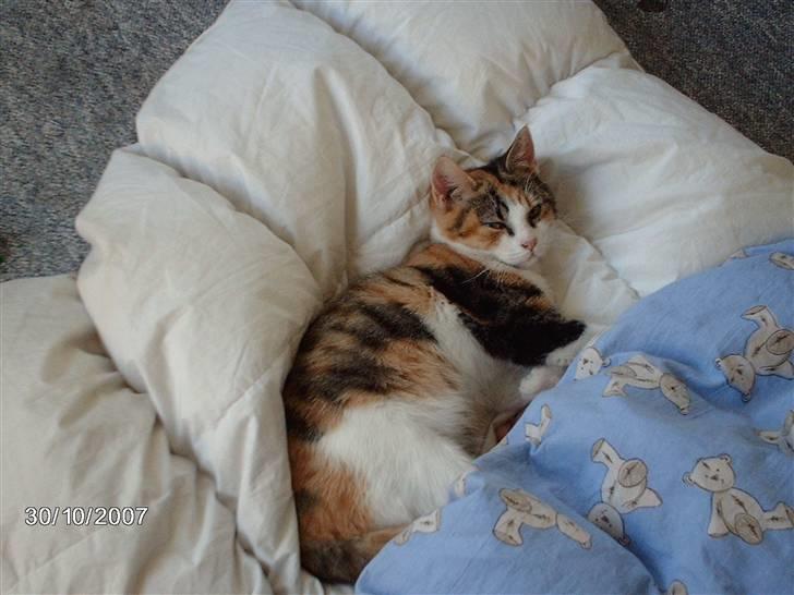 Huskat Bella  billede 4