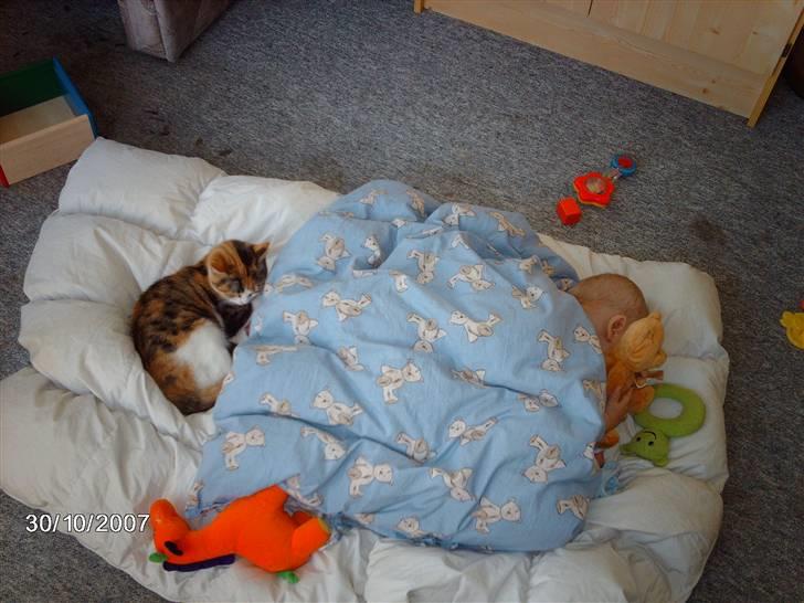 Huskat Bella  billede 5