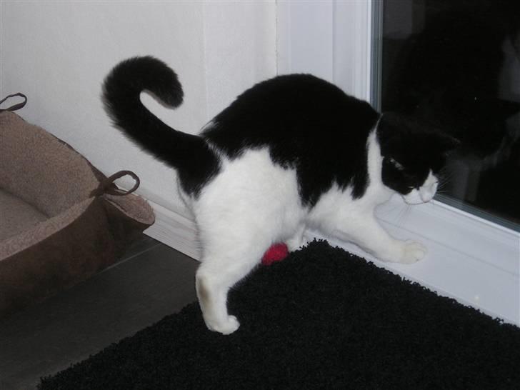 Huskat Putte - jeg elsker at lege med min mus billede 4