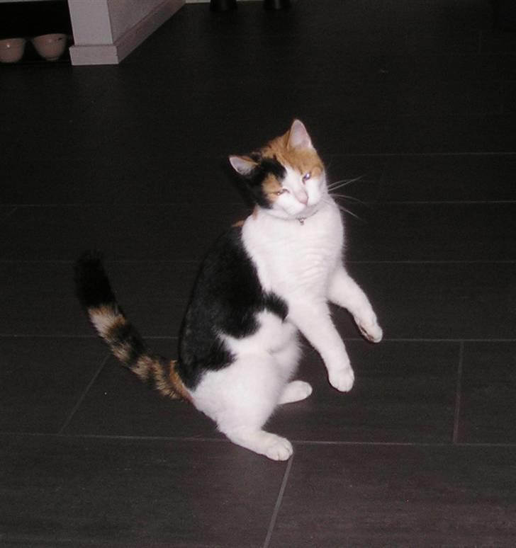 Huskat Pjevert - du kan da ikke kalde på mig når jeg er ved at fange godbidder billede 1