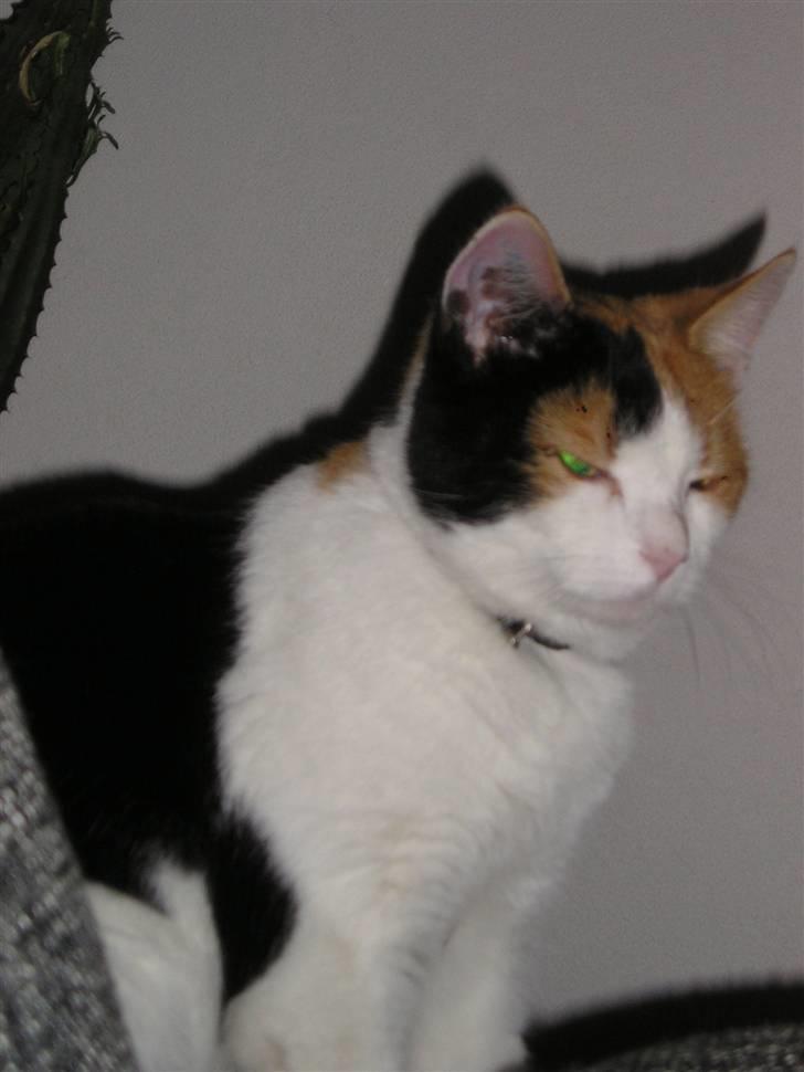 Huskat Pjevert - jeg sidder lige og halvsover billede 2