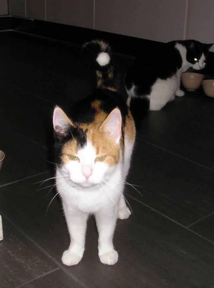 Huskat Pjevert - hej er det mig du mener billede 3