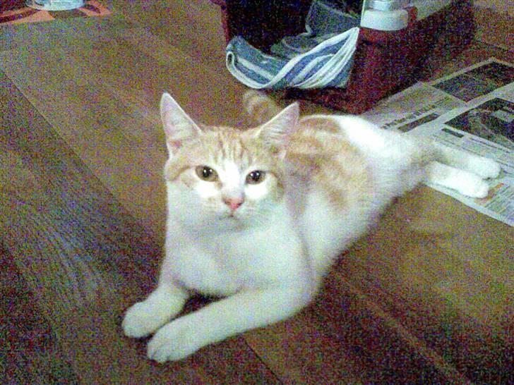 Huskat Garfield - havde næsten lige fået ham, da dette billede blev taget billede 1