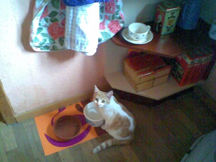 Huskat Garfield - Garfield i køkkenet, ved hans favoritsted, nemlig hans madskål billede 2