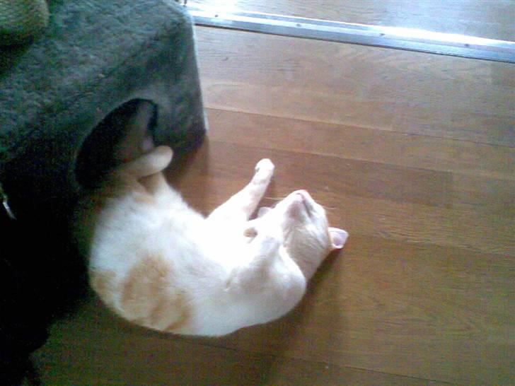 Huskat Garfield billede 3