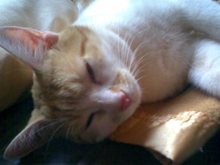 Huskat Garfield - Så sød er han, når han sover billede 5
