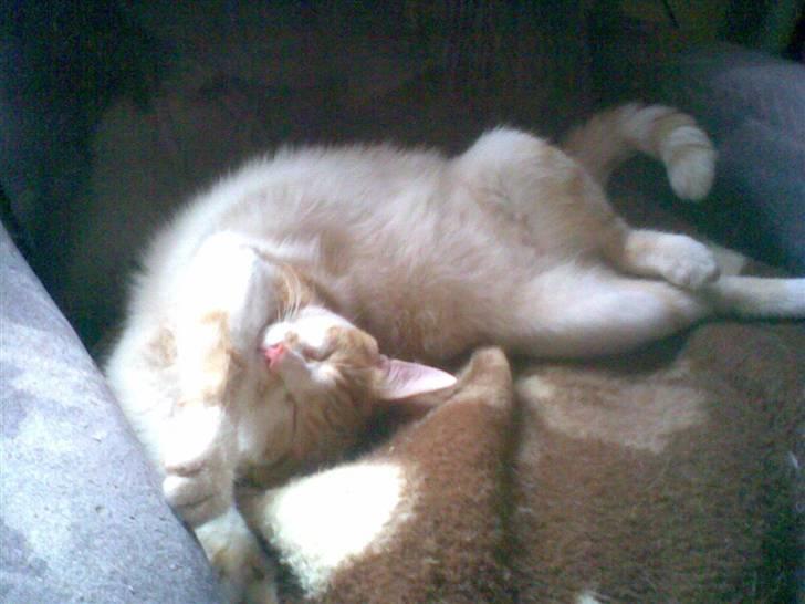 Huskat Garfield billede 8