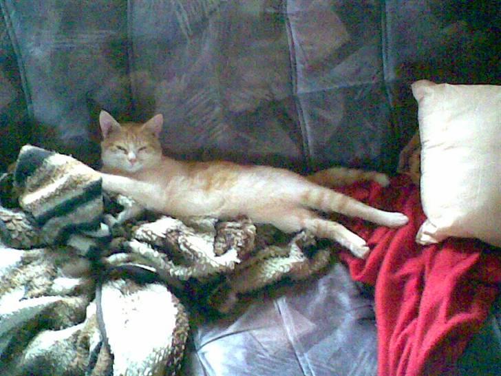 Huskat Garfield billede 9