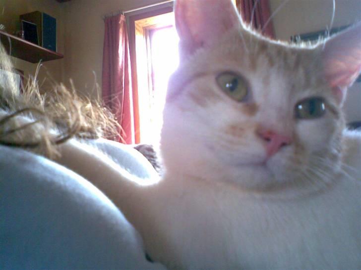 Huskat Garfield billede 11