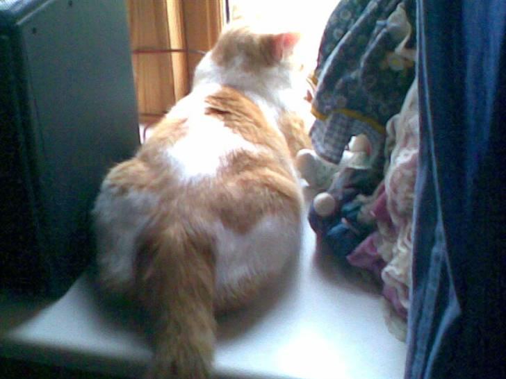 Huskat Garfield - Udsigt til bredballe billede 12