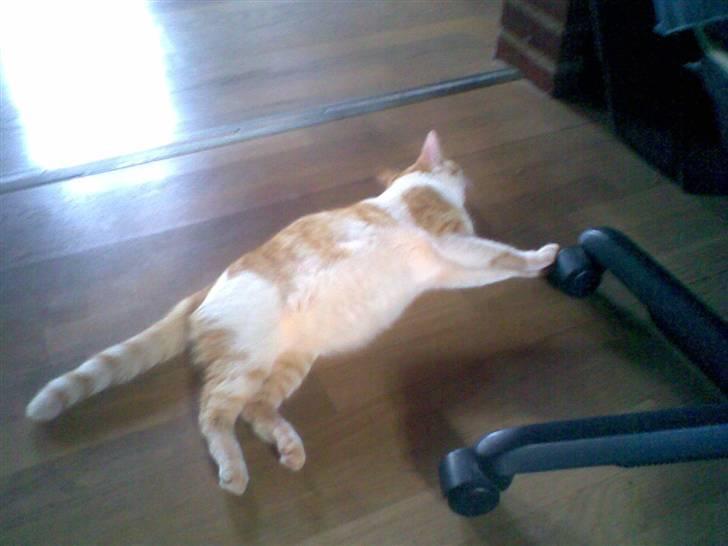 Huskat Garfield billede 13