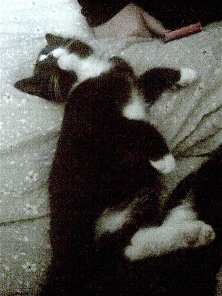 Huskat Gizmo -død- :'( billede 2