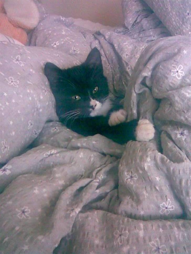 Huskat Gizmo -død- :'( - Dejligt at ligge og putte i mors dyner! :) billede 3