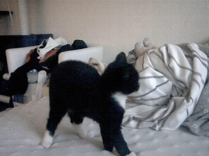 Huskat Gizmo -død- :'( - Så skal der strækkes igennem efter en laaang eftermiddagslur.. billede 4