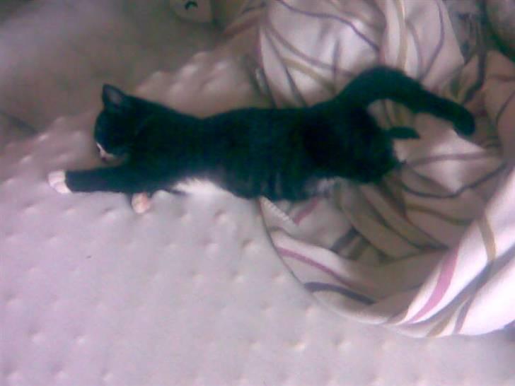 Huskat Gizmo -død- :'( billede 5