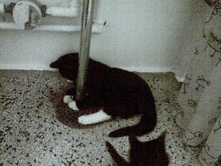 Huskat Gizmo -død- :'( - Det er bare mega spændene det der afløb! :D billede 6