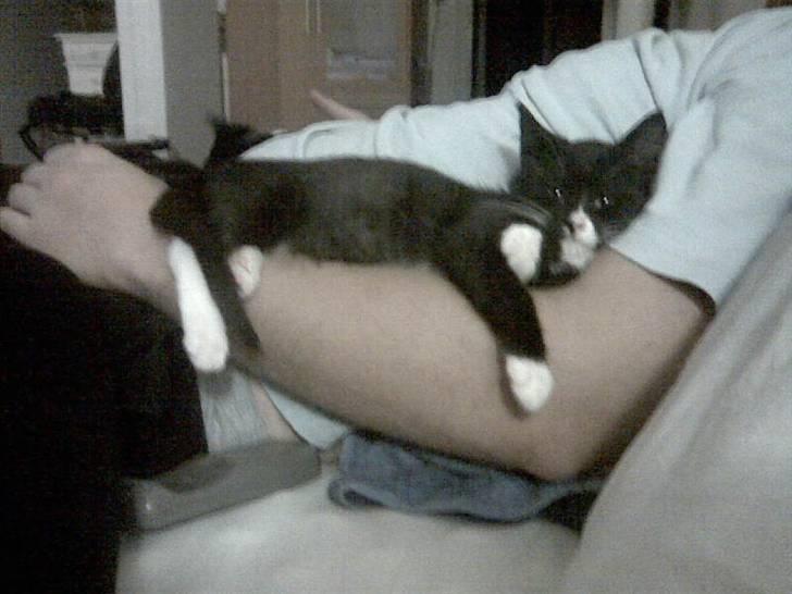 Huskat Jasmin - Dejligt at ligge og putte hos Mikkel. :-) billede 3