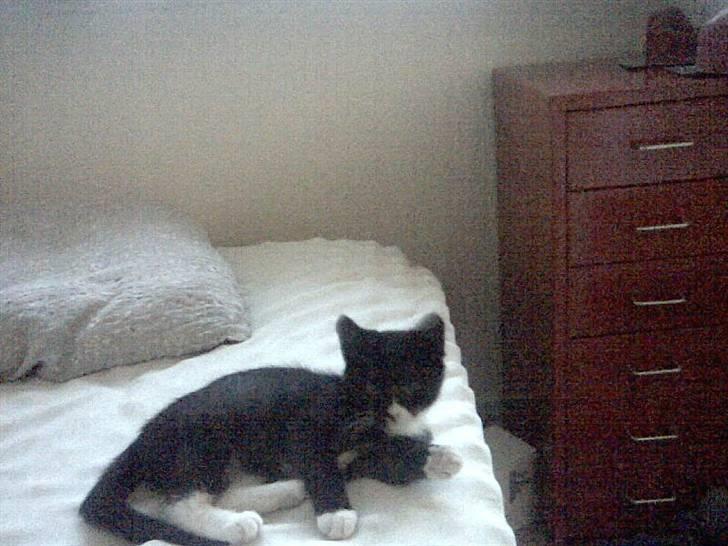 Huskat Jasmin billede 4