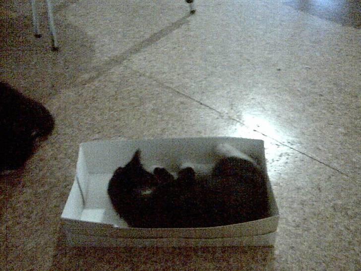 Huskat Jasmin - I denne her æske fra mors fødselsdagsgave er det bare mega sjovt at ligge og lege med min hale!  :oD billede 5