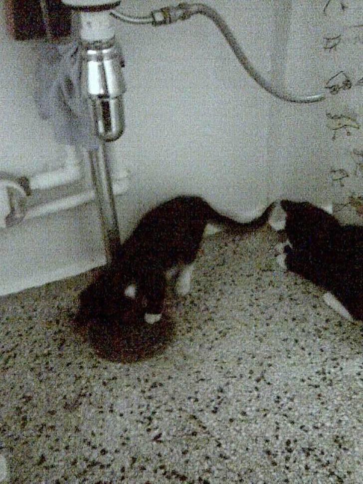 Huskat Jasmin - Det er bare mega sjovt når vandet løber ned i afløbet! :0D billede 6