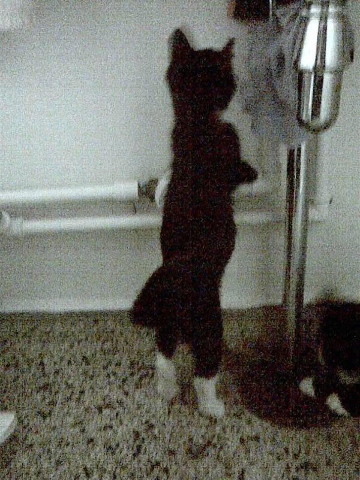 Huskat Jasmin - Badeværelset er et mega sjovt sted at være, vandet løber nemlig fra håndvasken og ned i afløbet og det lyder SÅ sjovt! :0D billede 7