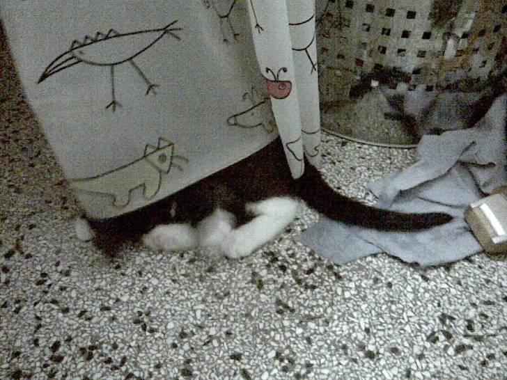 Huskat Jasmin - Badeforhænget er os bare MEGA sjovt at lege med! :0D billede 8