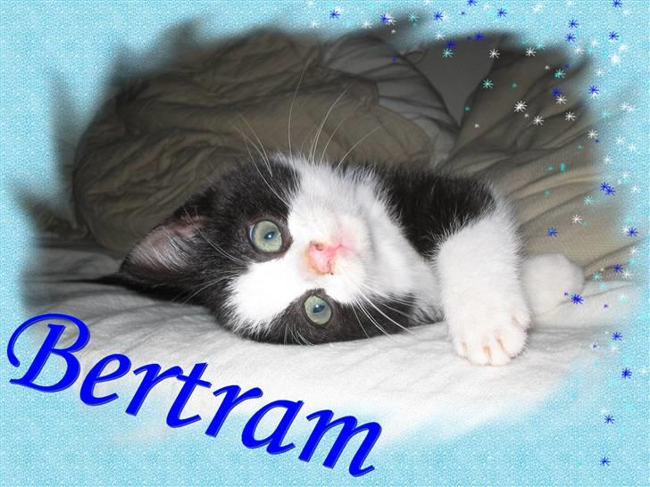 Huskat Bertram SOLGT :'( - Velkommen til min profil.....  billede 1