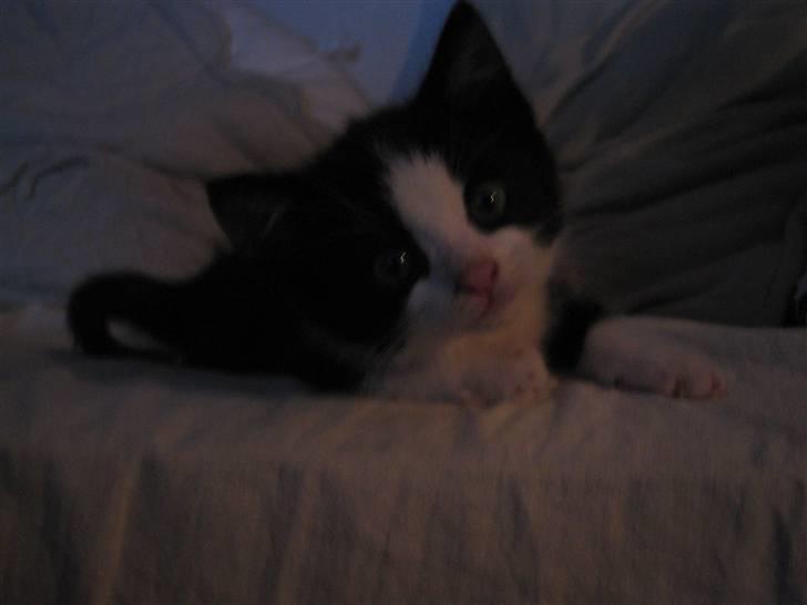 Huskat Bertram SOLGT :'( - HEJ MED DIG.. <3 billede 4