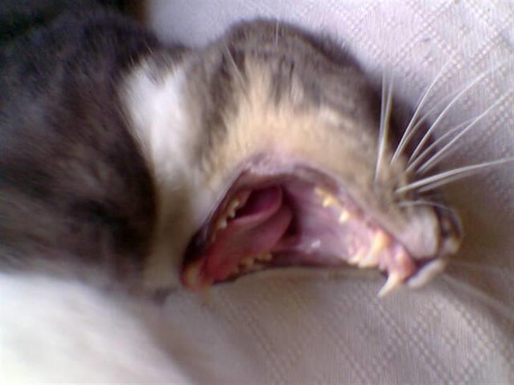 Blanding af racer Sofus billede 15