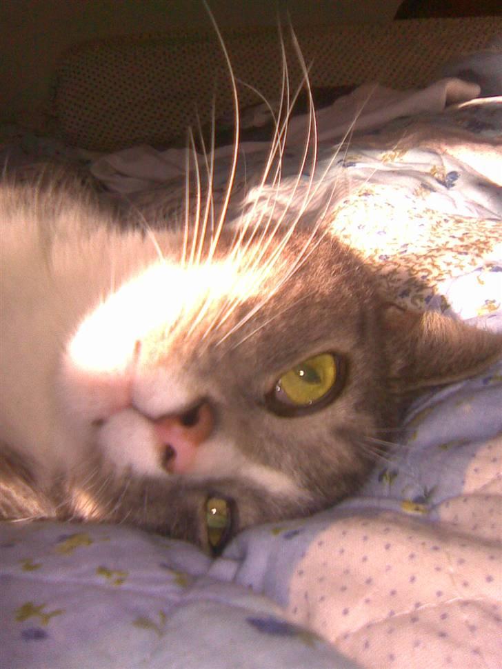 Blanding af racer Sofus billede 16