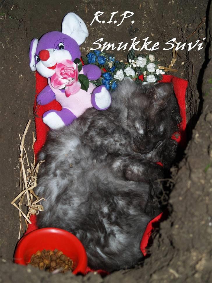 Maine Coon Ankicoons Vesuvius R.I.P. - R.I.P. Smuke Vesuvius, Han skulle lige have lidt mad og 1 bamse med, på hans tur til himlen :)  billede 13