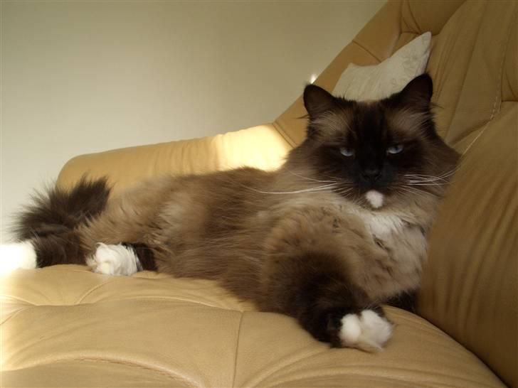 Blanding af racer  Oliver *Solgt* billede 17