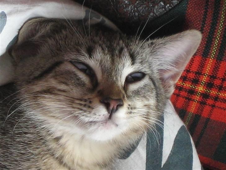 Huskat Toulouse - Altid dejligt med en tur i drømmeland billede 19