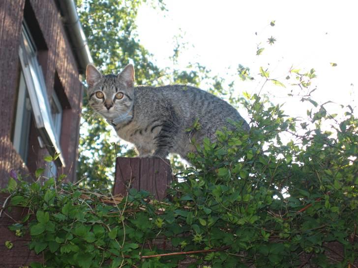 Huskat Toulouse - Smuk er hun i hvert fald billede 20