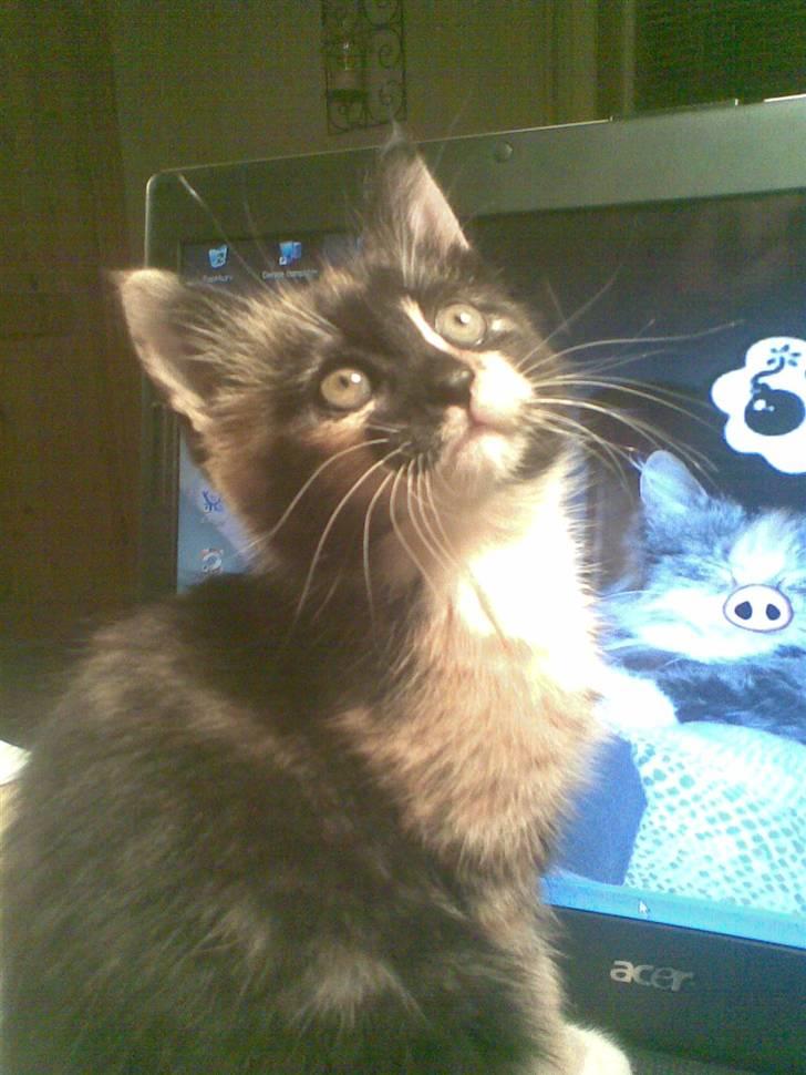 Huskat Ymer - Er jeg ikke sød???? billede 1