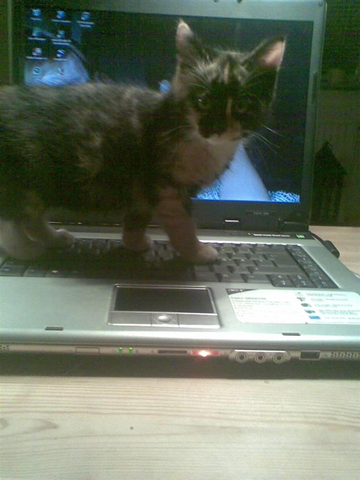 Huskat Ymer - Haaallo jeg vil gerne spille kabale billede 2