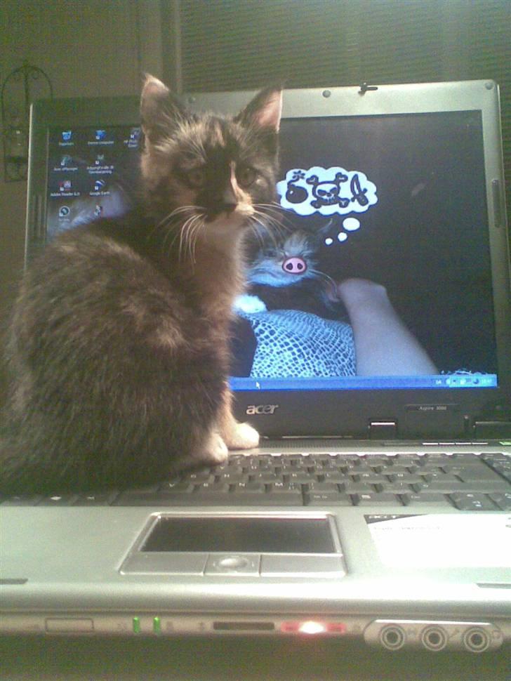 Huskat Ymer - Jeg vil gerne spille kabale.... billede 3