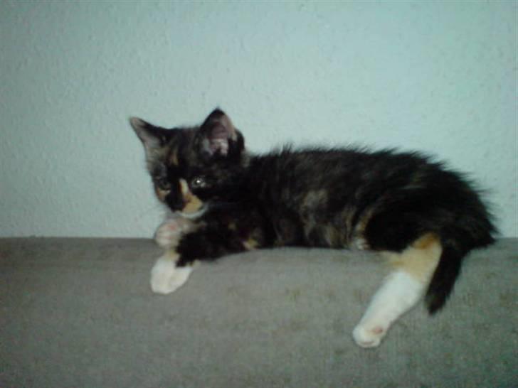 Huskat Ymer billede 4