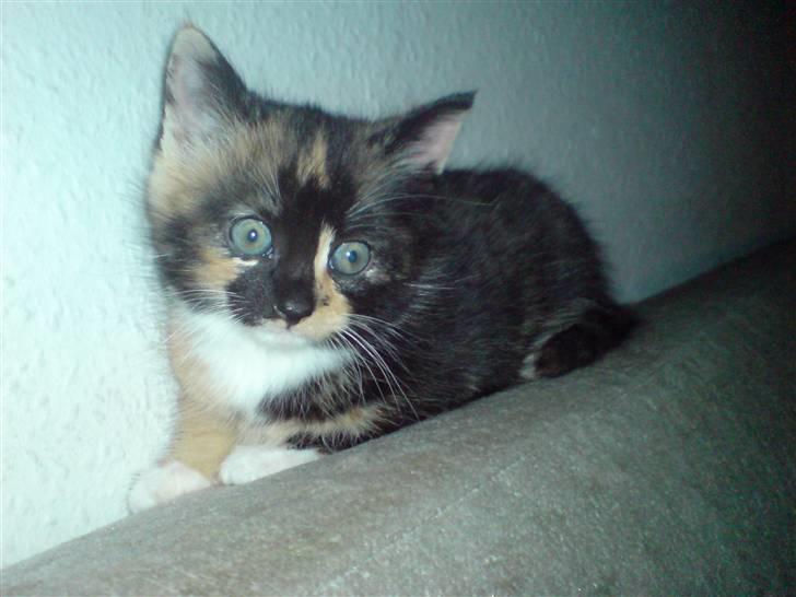 Huskat Ymer billede 5