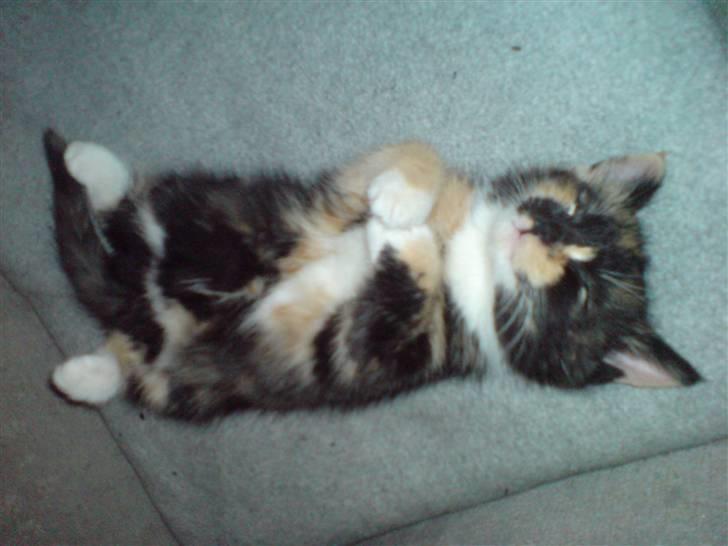 Huskat Ymer - Wæk i drømmeland..... billede 6