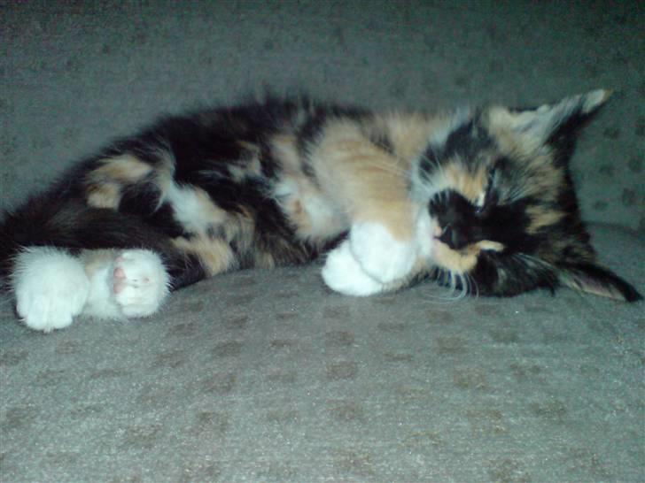 Huskat Ymer - SNOOOORK billede 7